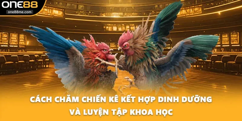 Cách chăm chiến kê kết hợp dinh dưỡng và luyện tập khoa học