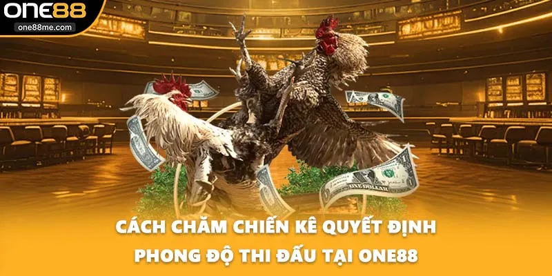 Cách Chăm Chiến Kê Giúp Nâng Cao Phong Độ Thi Đấu Cùng ONE88